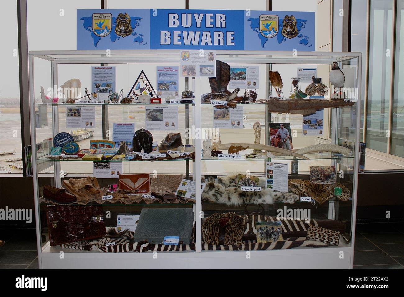 The Service's 'Buyer Beware' exhibit in Logan airport, Boston, MA. The display is designed to educate travelers about the hazards of buying animal products made from endangered species abroad. Subjects: Artifacts; Endangered species; Exhibits; Law enforcement. Location: Massachusetts.  . 1998 - 2011. Stock Photo