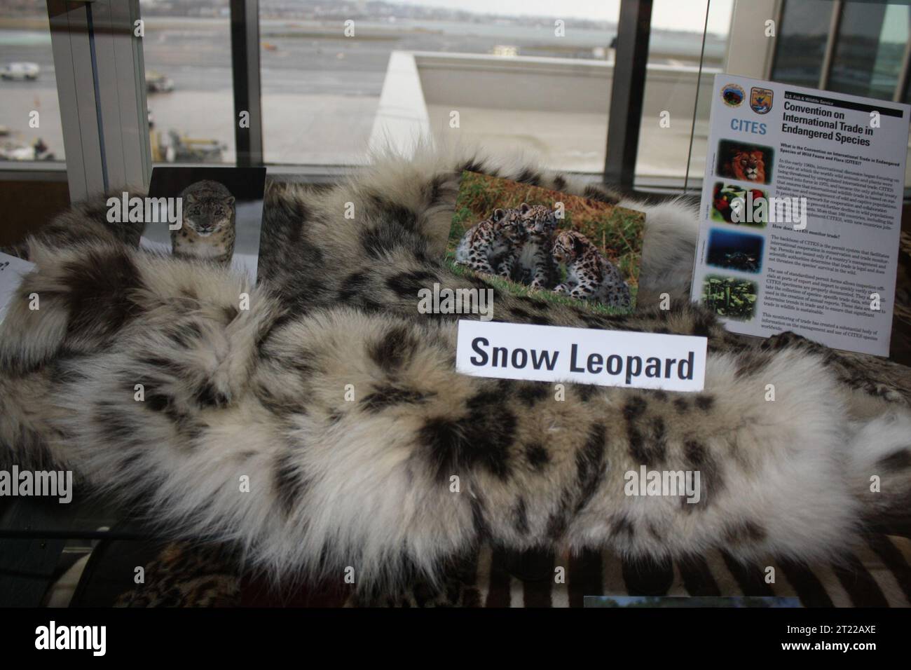 A snow leopard skin on display as part of the Service's 'Buyer Beware' exhibit located in Logan airport, Boston, MA. The exhibit is designed to educate travelers about the hazards of purchasing wildlife products abroad that are made from endangered or pro. Subjects: Law enforcement; Exhibits; Endangered species. Location: Massachusetts.  . 1998 - 2011. Stock Photo
