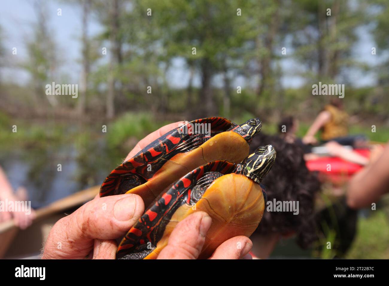 Two blanding's turtles getting ready to be released into the wild at Assabet River, MA. Subjects: Reptiles; Rivers and streams; Species of concern. Location: Massachusetts. Fish and Wildlife Service Site: ASSABET RIVER NATIONAL WILDLIFE REFUGE.  . 1998 - 2011. Stock Photo