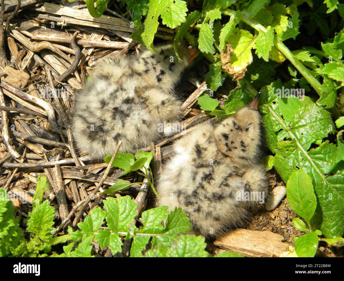 Two tern chicks in the nest at Great Gull Island, New York. Subjects: Birds. Location: New York.  . 1998 - 2011. Stock Photo