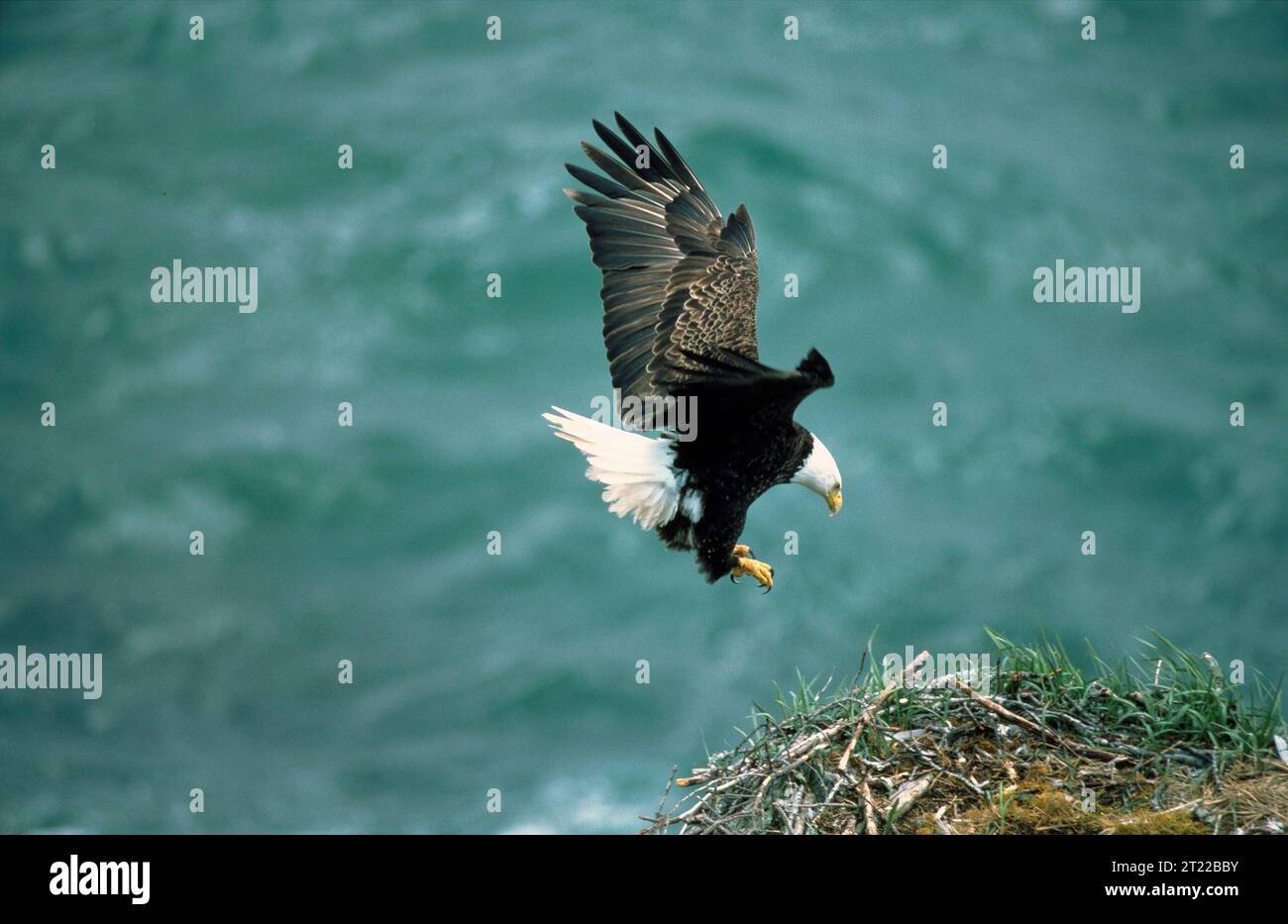 A Bald Eagle is captured in flight just before landing at the Kodiak National Wildlife Refuge located in Alaska. Subjects: Raptors; Wildlife refuges. Location: Alaska. Fish and Wildlife Service Site: KODIAK NATIONAL WILDLIFE REFUGE.  . 1998 - 2011. Stock Photo