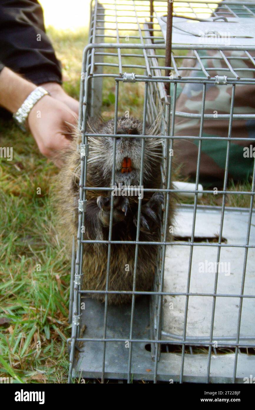 A captured nutria waits to get a tail tag. Tagging the animals will