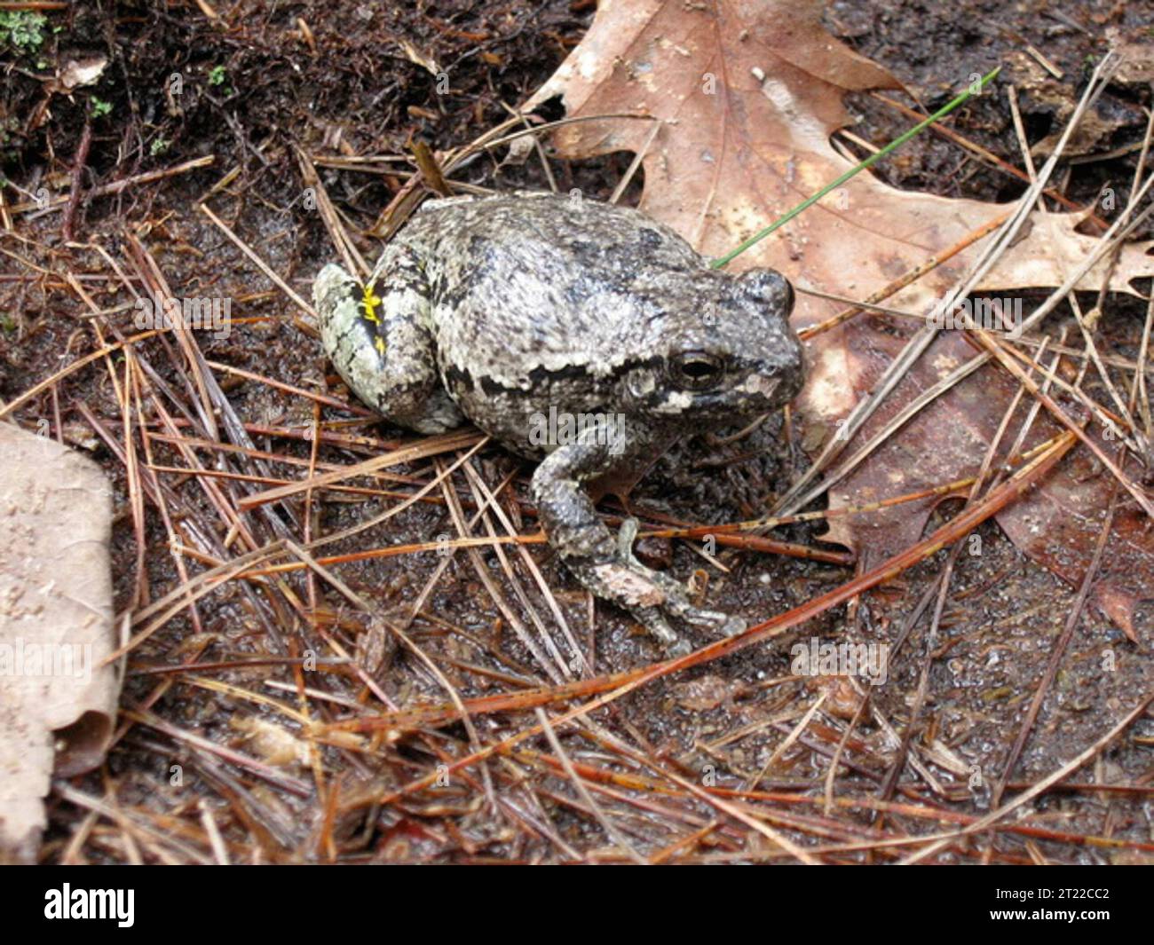 Gray treefrog at Assabet River National Wildlife Refuge, MA. Subjects