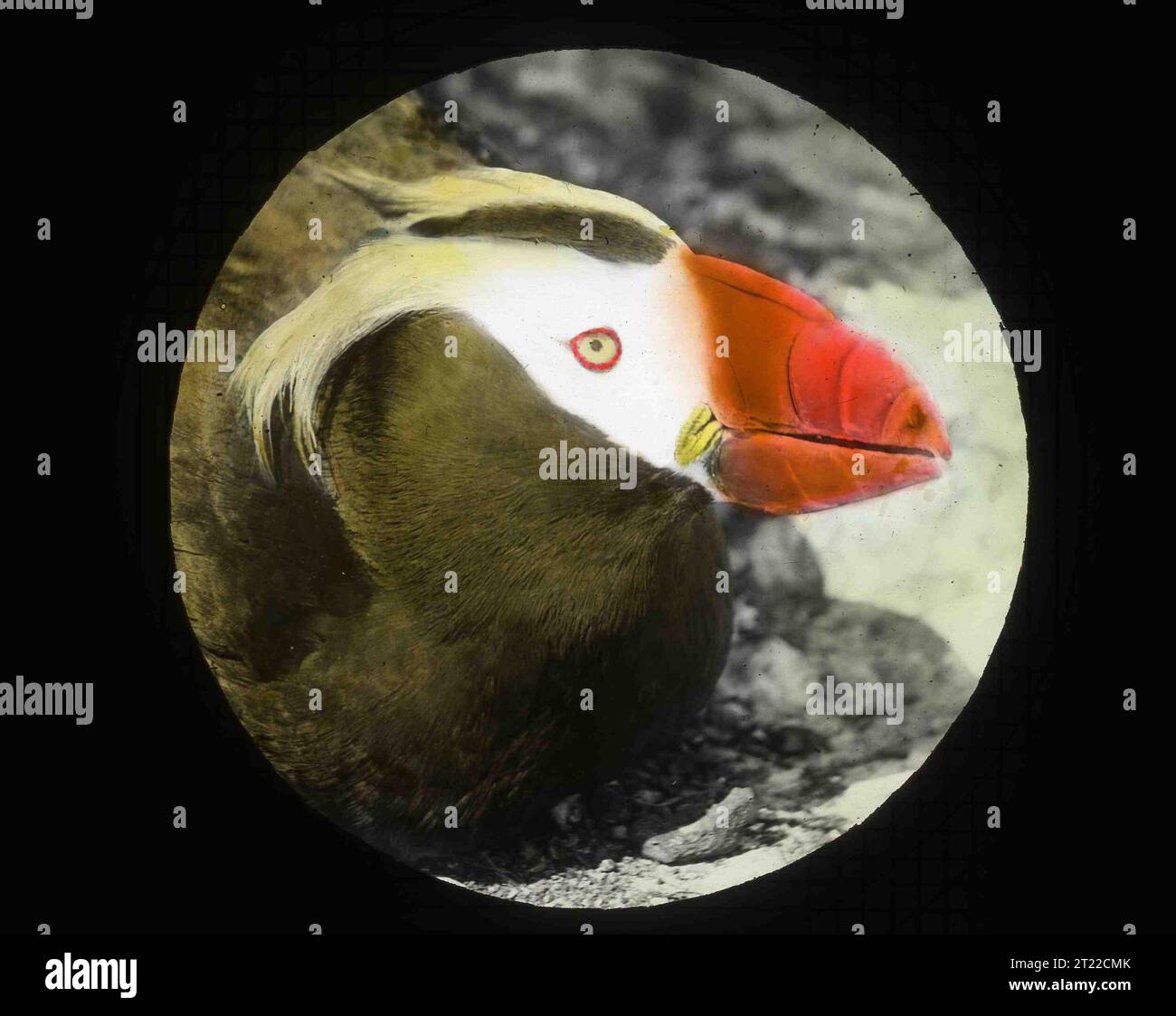 Close up shot of a Tufted puffin at Three Arch Rocks, 1903. Hand ...
