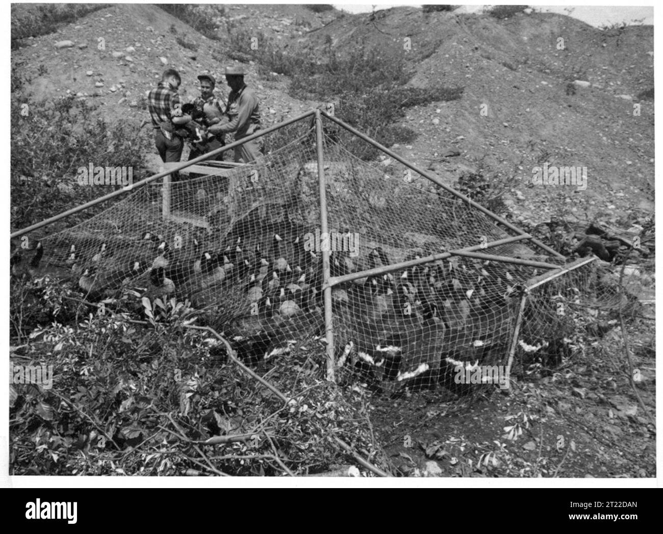 Biologists fish Cut Out Stock Images & Pictures - Alamy