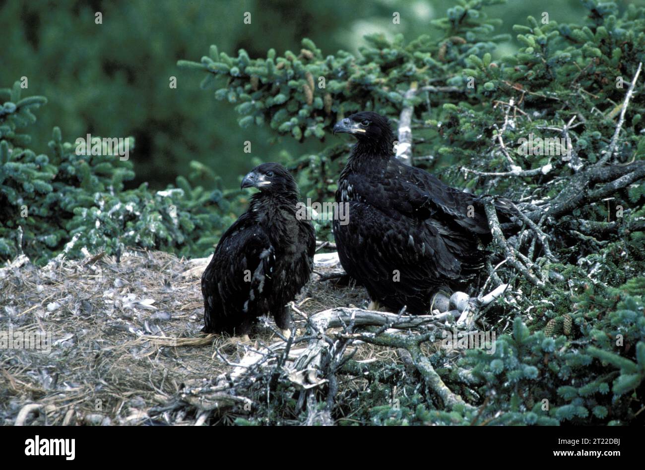 Immature bald eagles on Kodiak Island, Alaska. Subjects: Raptors; Birds of prey. Location: Alaska.  . 1998 - 2011. Stock Photo