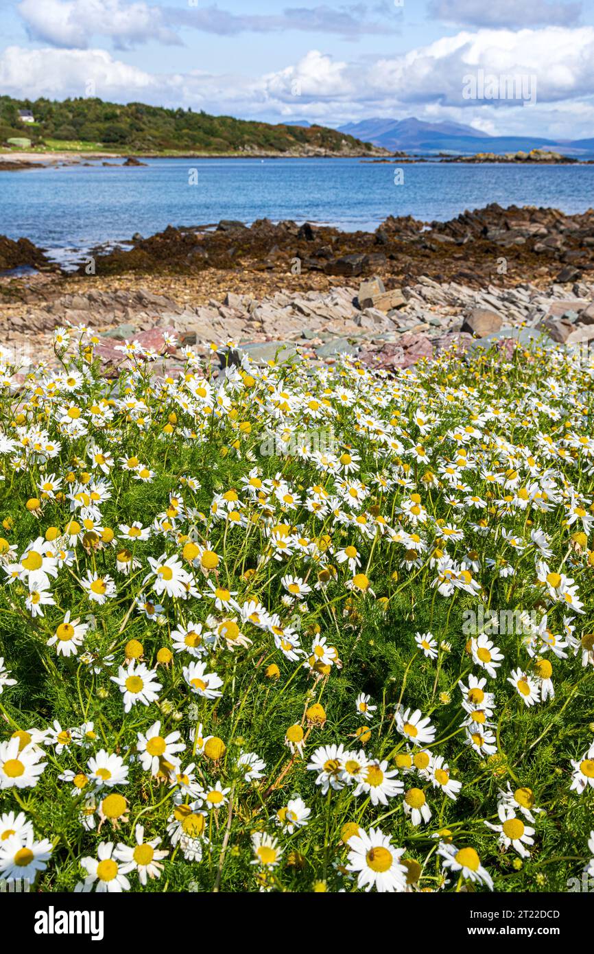 Sea Mayweed (Tripleurospermum maritimum) growing by a beach on the Kintyre Peninsula, Scotland UK Stock Photo