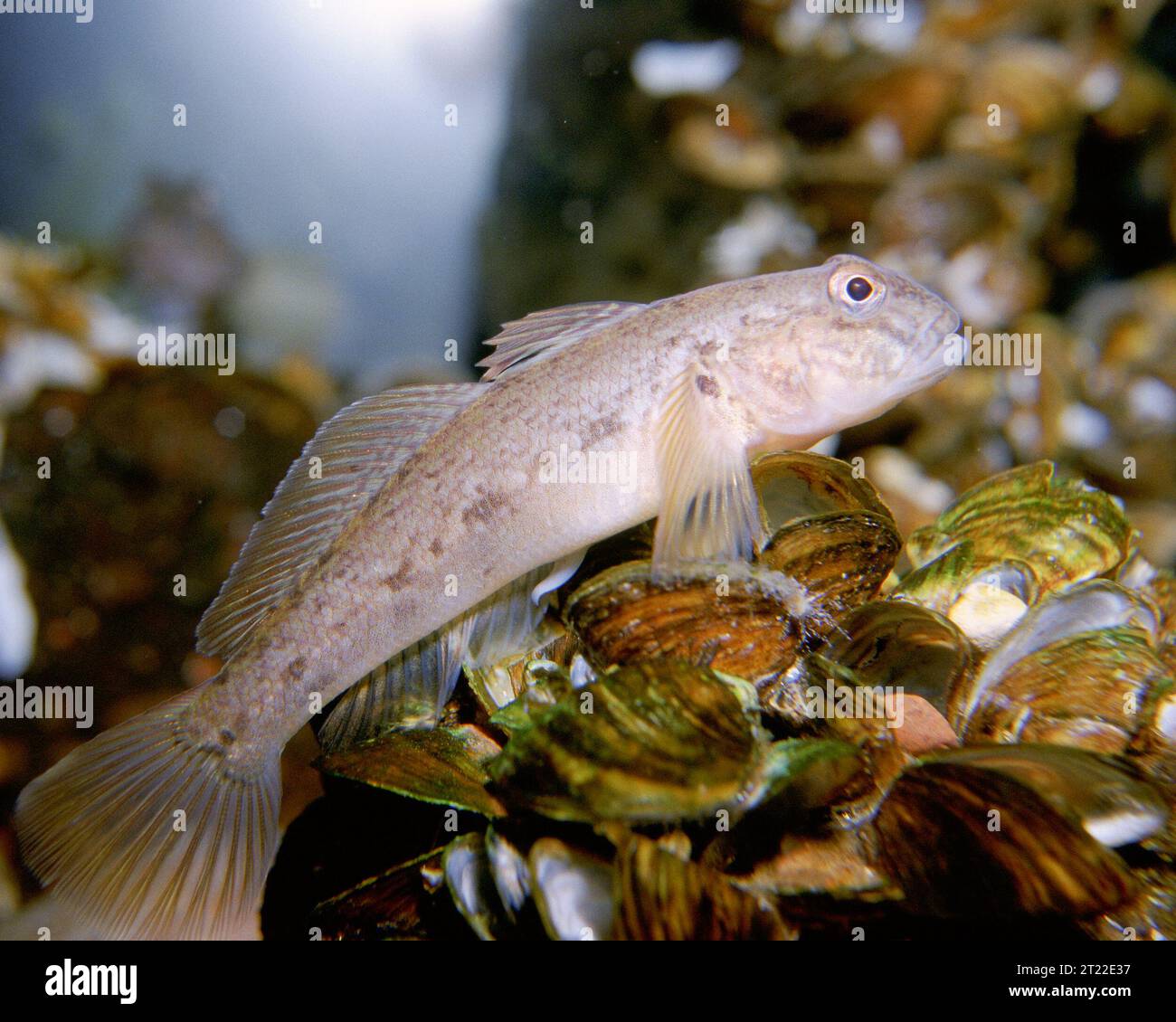 Neogobius melanostomus. Creator: Engbretson, Eric. Subjects: Engbretson; Fishes; Fishes; Animals; Animal; 5744.  . 1998 - 2011. Stock Photo