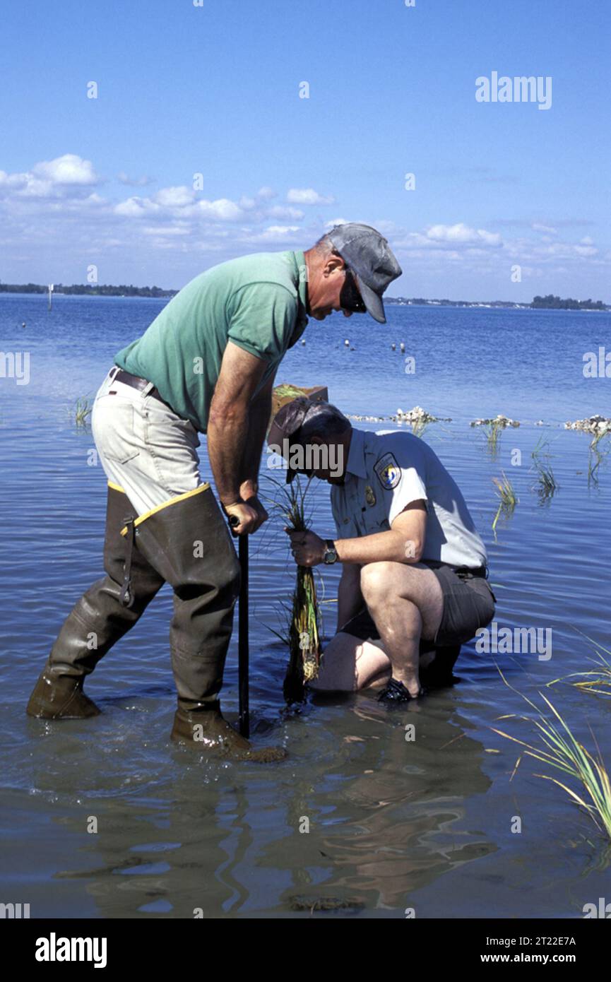 This is the second phase of the restoration -stabilizing Pelican Island NWR with spartina grass after the shell wavebreak is in place. February 2001. Subjects: Florida; restoration.  . 1998 - 2011. Stock Photo
