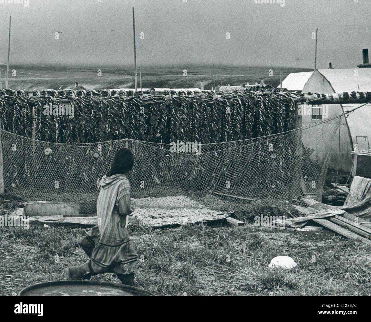 Fish drying on traditional wooden racks in the village of Tununak ...