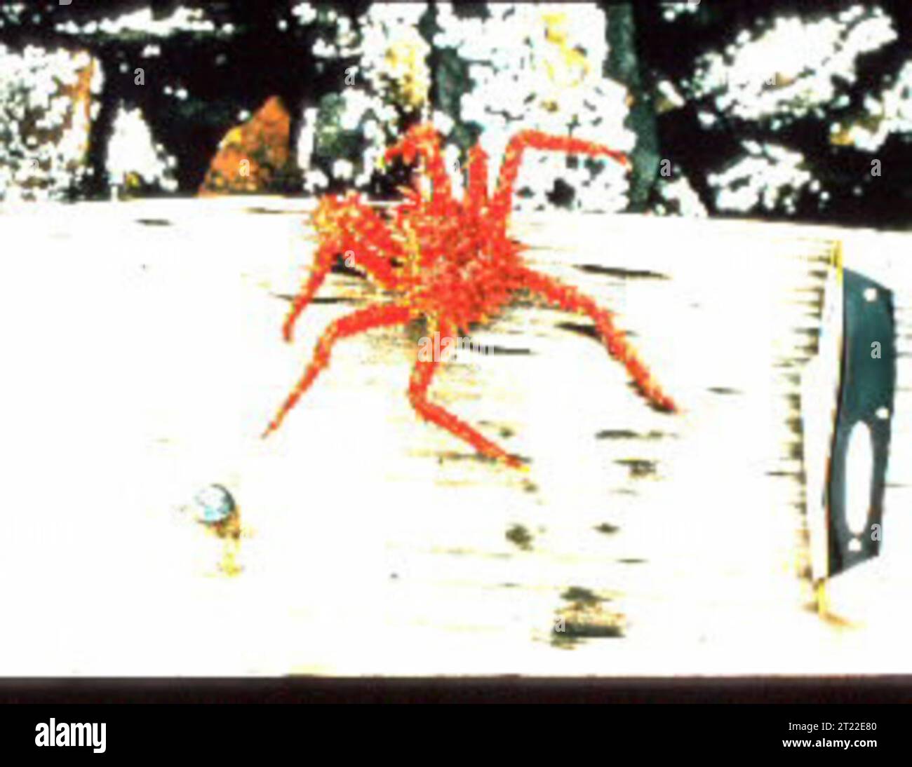 Obust Body A King Crab is shown with its large spiny legs and robust body adapted ...