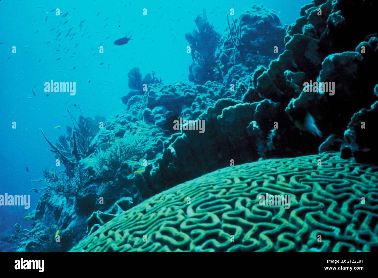 Array Ecosystems Diverse array of fish species hi-res stock photography and images - Alamy
