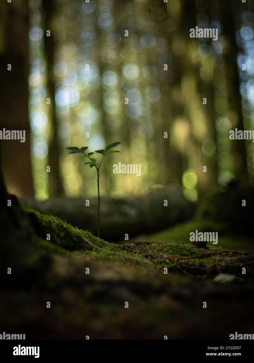 Ein kleines Bäumchen, zwischen großen Bäumen in einer moosbedeckten Waldlichtung, die für den wunderschönen Bokeh-Effekt sorgt. Stock Photo