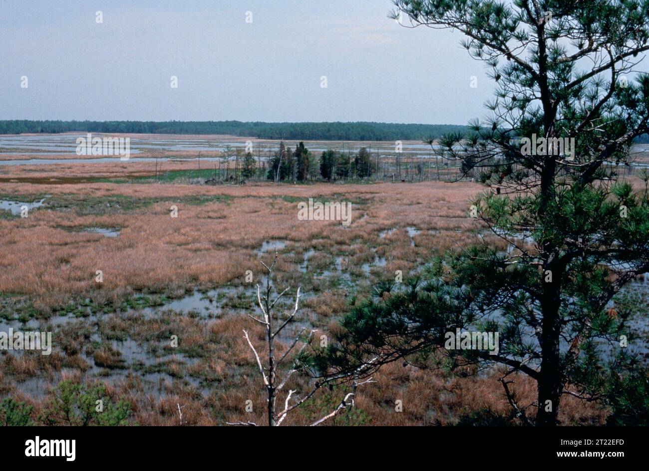 Chesapeake Bay wetlands consist of tidal marshes and riparian zones ...
