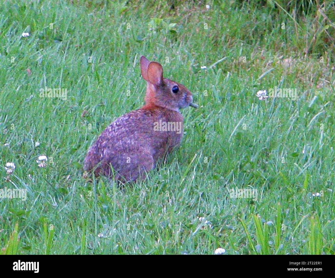 New England cottontail considered for protection under Endangered