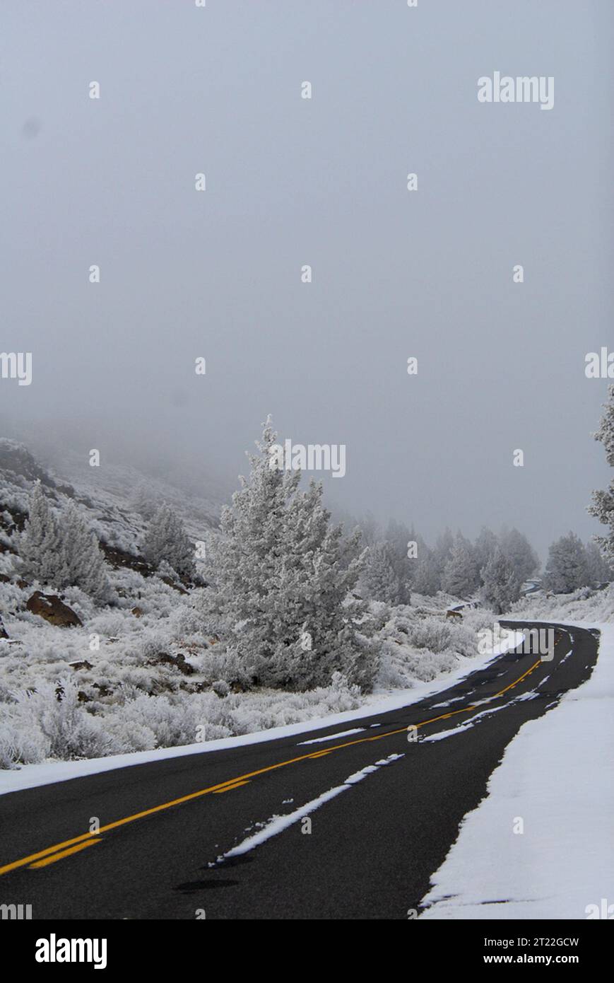 Trees shrubs covered in hi-res stock photography and images - Alamy