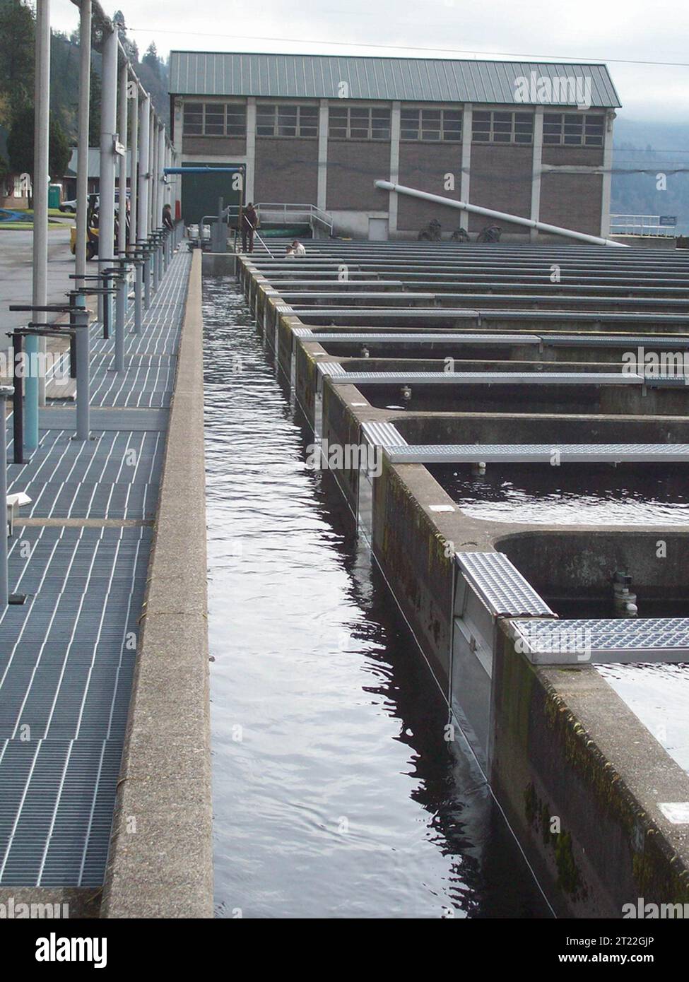 After being removed from hatchery raceways, Tule Fall Chinook salmon ...