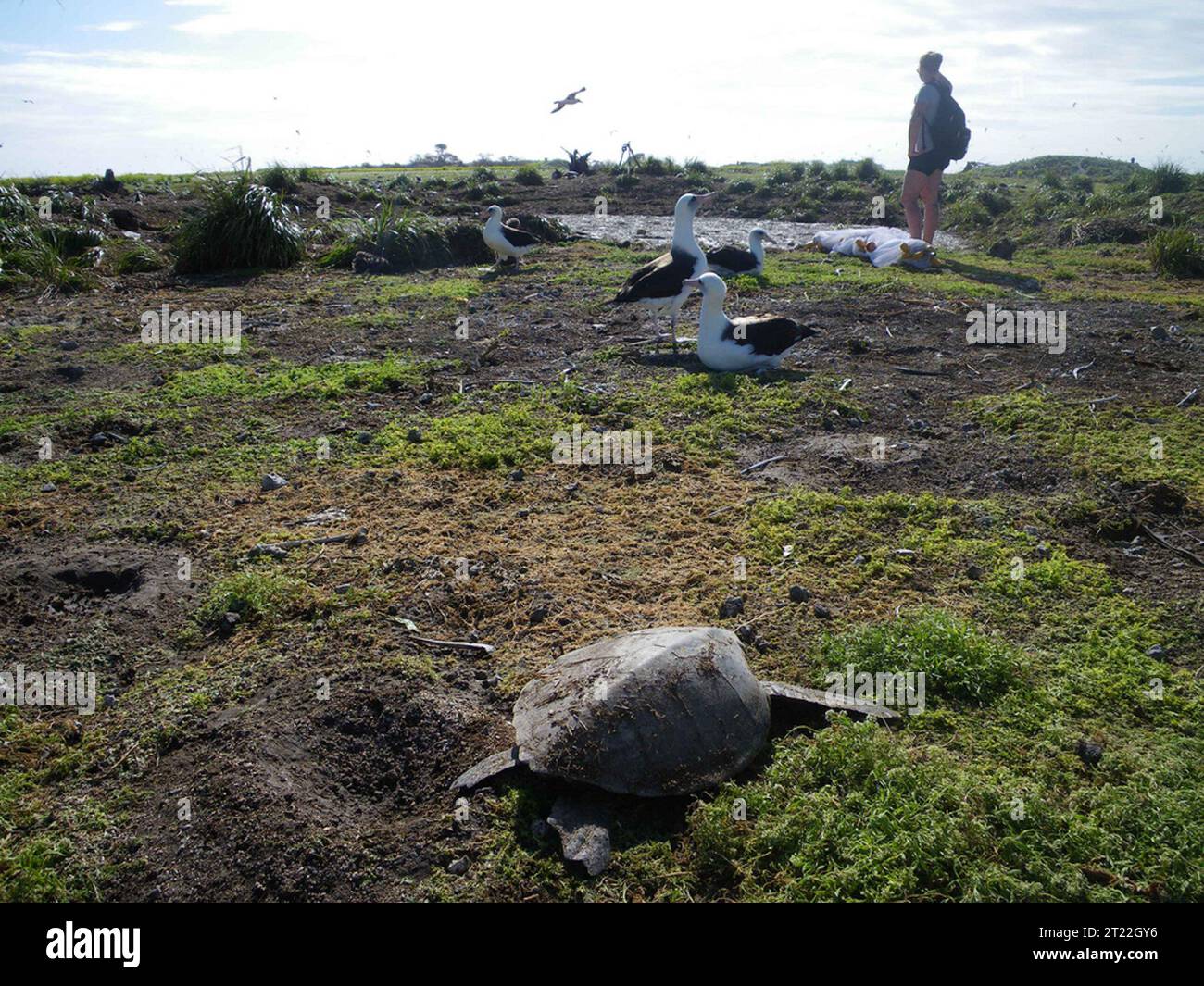 Two green sea turtles were found stranded on Eastern Island after the ...