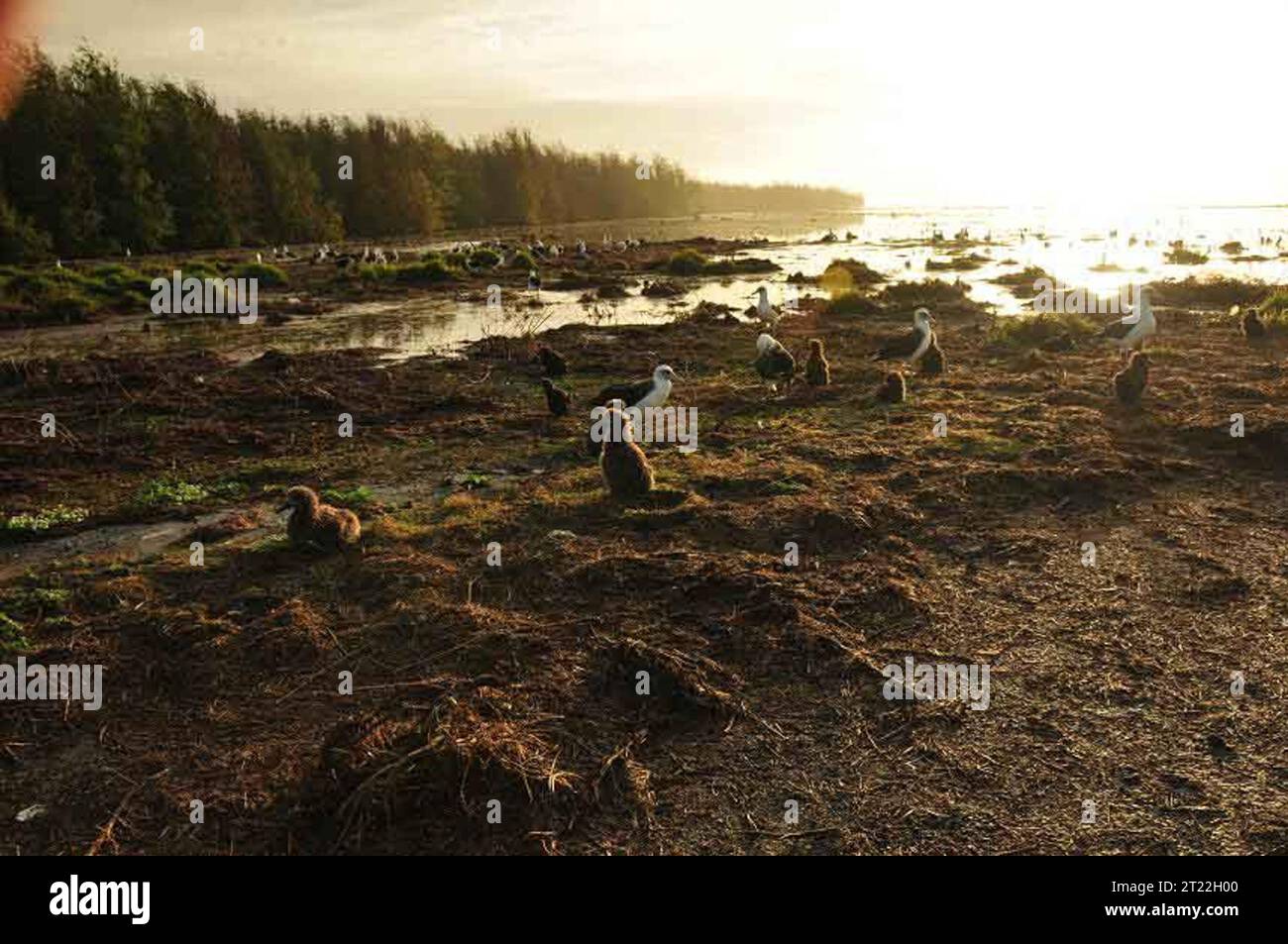 Midway island tsunami news