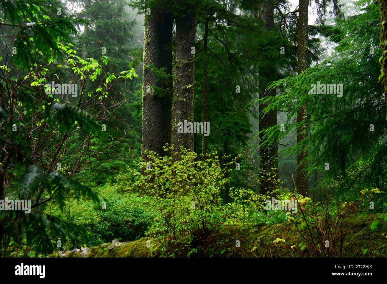 Old growth forest in coastal Oregon serves as habitat to the Spotted Owl and the Marbled Murrelet. Subjects: Forests; Habitat conservation. Location: Oregon. Stock Photo