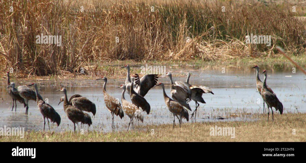Sandhill cranes gather at Merced National Wildlife Refuge in California ...