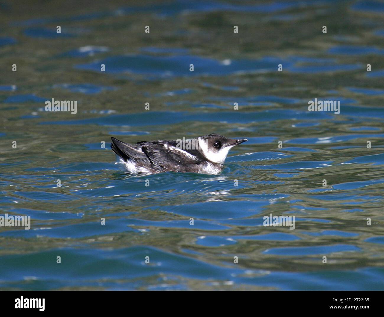 A marbled murrelet floats on the water. Subjects: Birds; Marine birds; Threatened species. Stock Photo