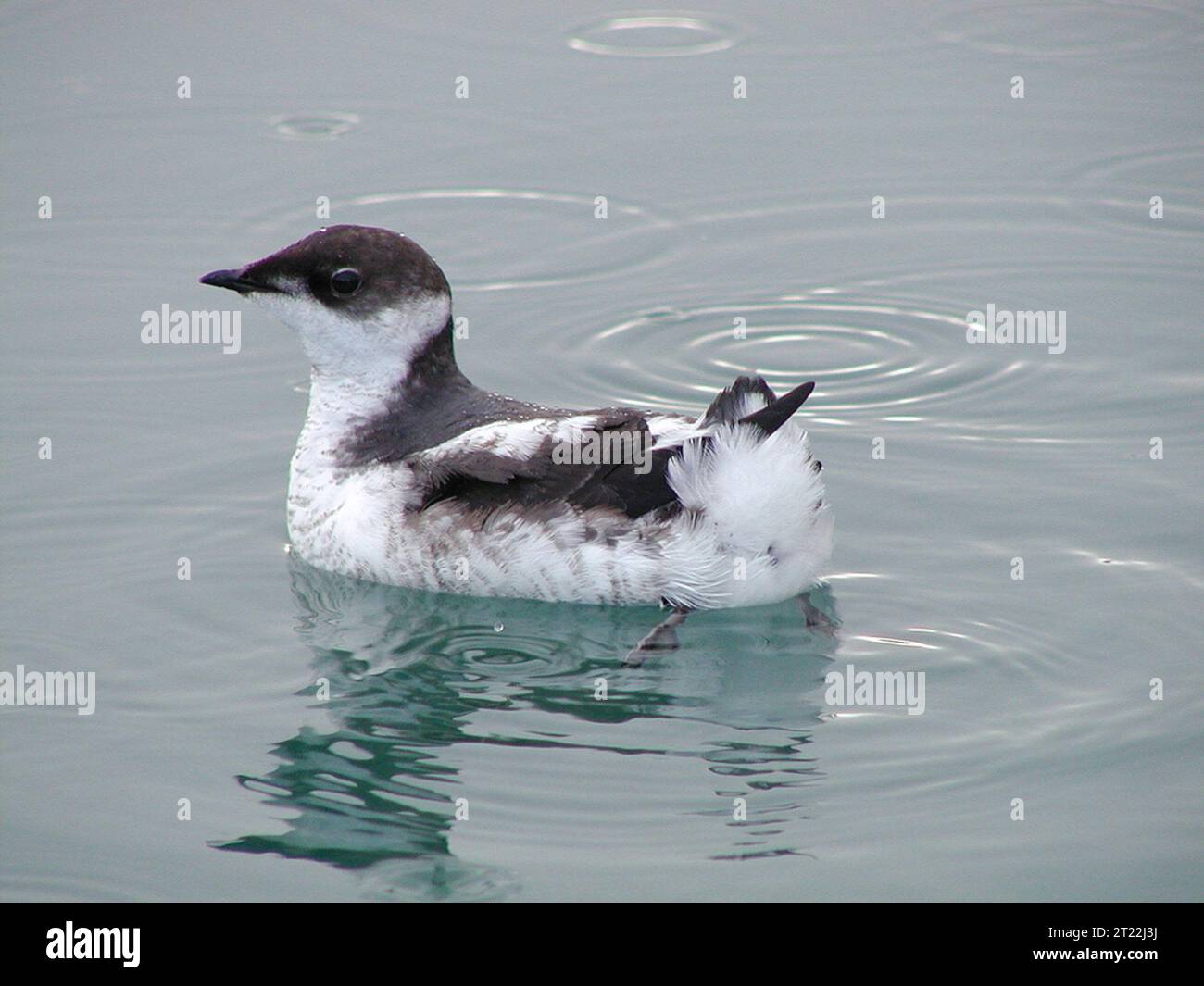 A juvenile marbled murrelet floats on the water. Subjects: Birds; Marine birds; Threatened species. Stock Photo