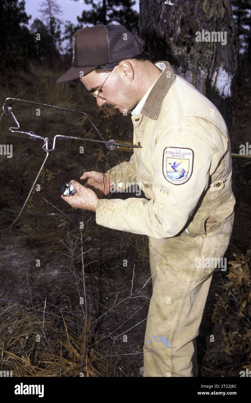 A FWS biologist tags a Red-cockaded woodpecker. These woodpeckers are