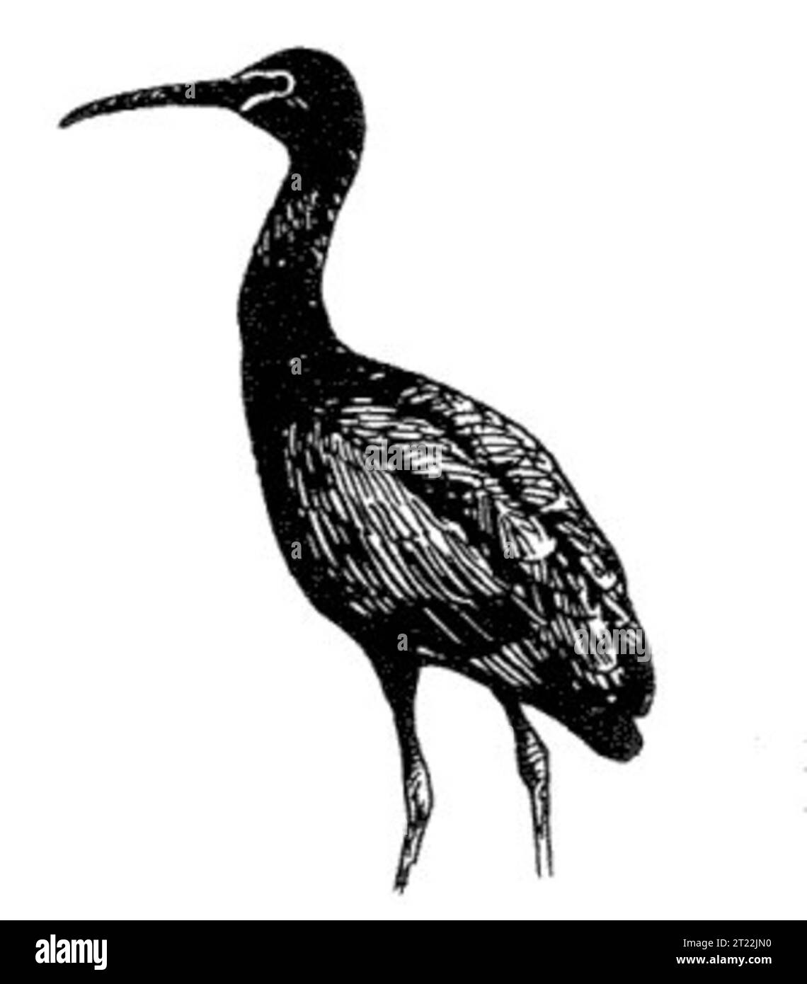 Plegadis falcinellus. Creator: Hines. Robert W. Subjects: Birds; Birds