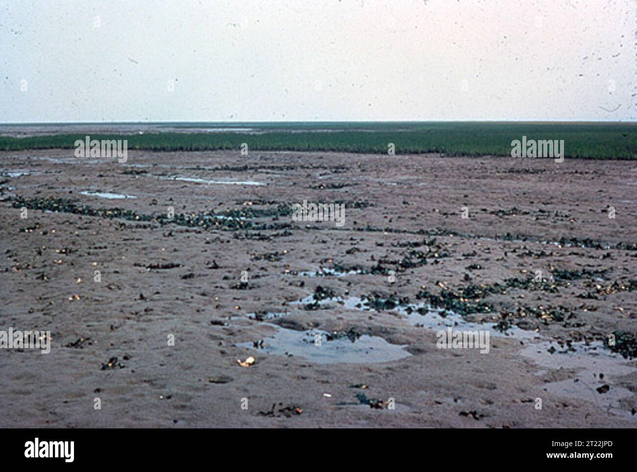 Mudflat Ecosystem Intertidal birds hi-res stock photography and images - Alamy
