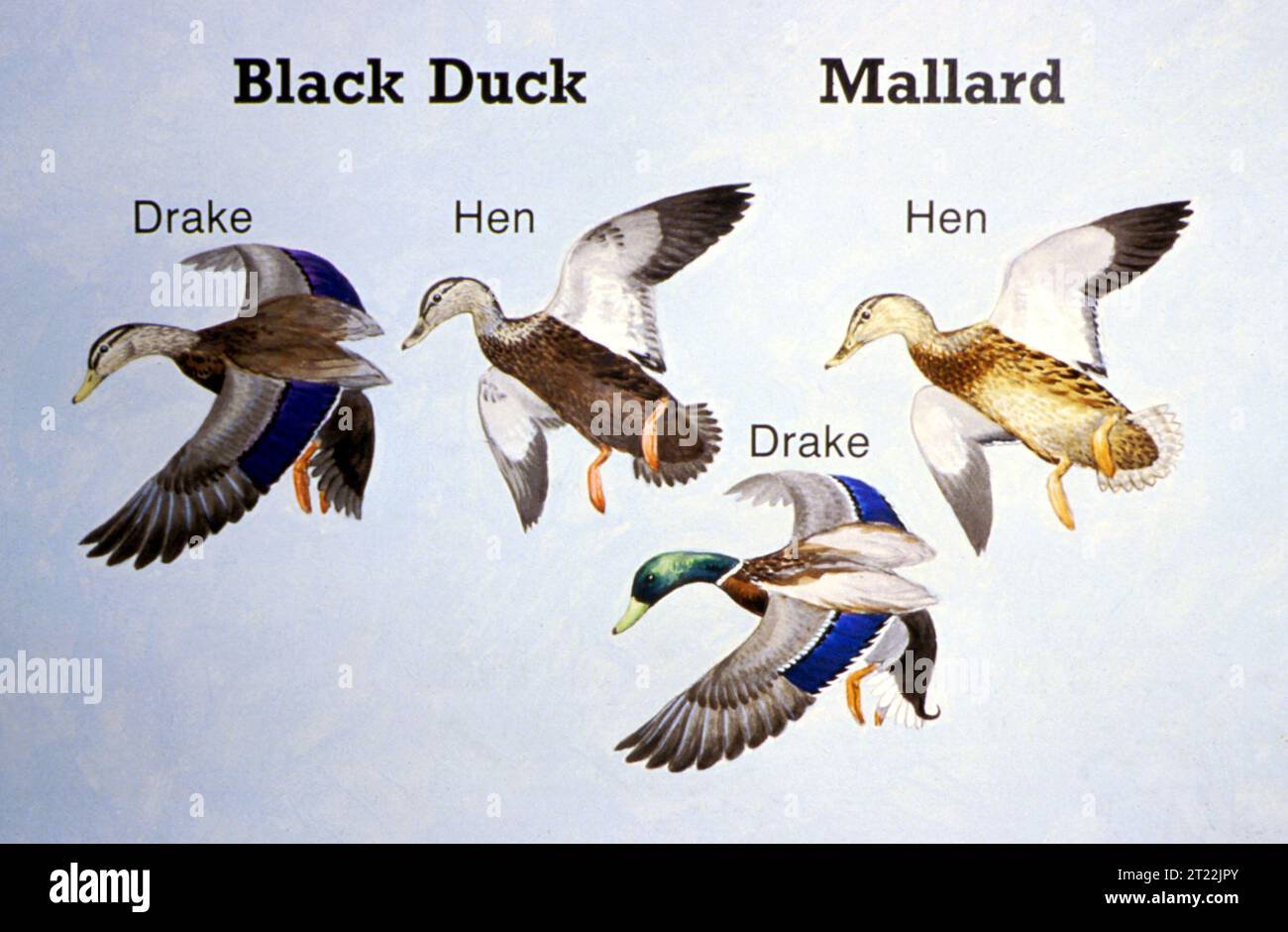 An illustration of various waterfowl species, including mallard ducks ...