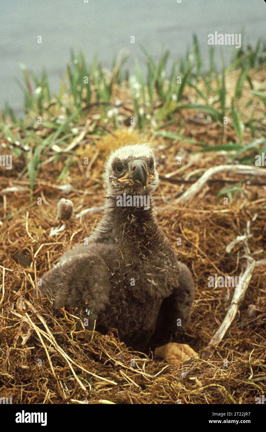 Bald Eagle chick in a nest. Subjects: Birds; Eagles; Raptors; Birds of prey; Wildlife refuges; Alaska Maritime National Wildlife Refuge; Amchitka; Aleutians; Alaska. Stock Photo