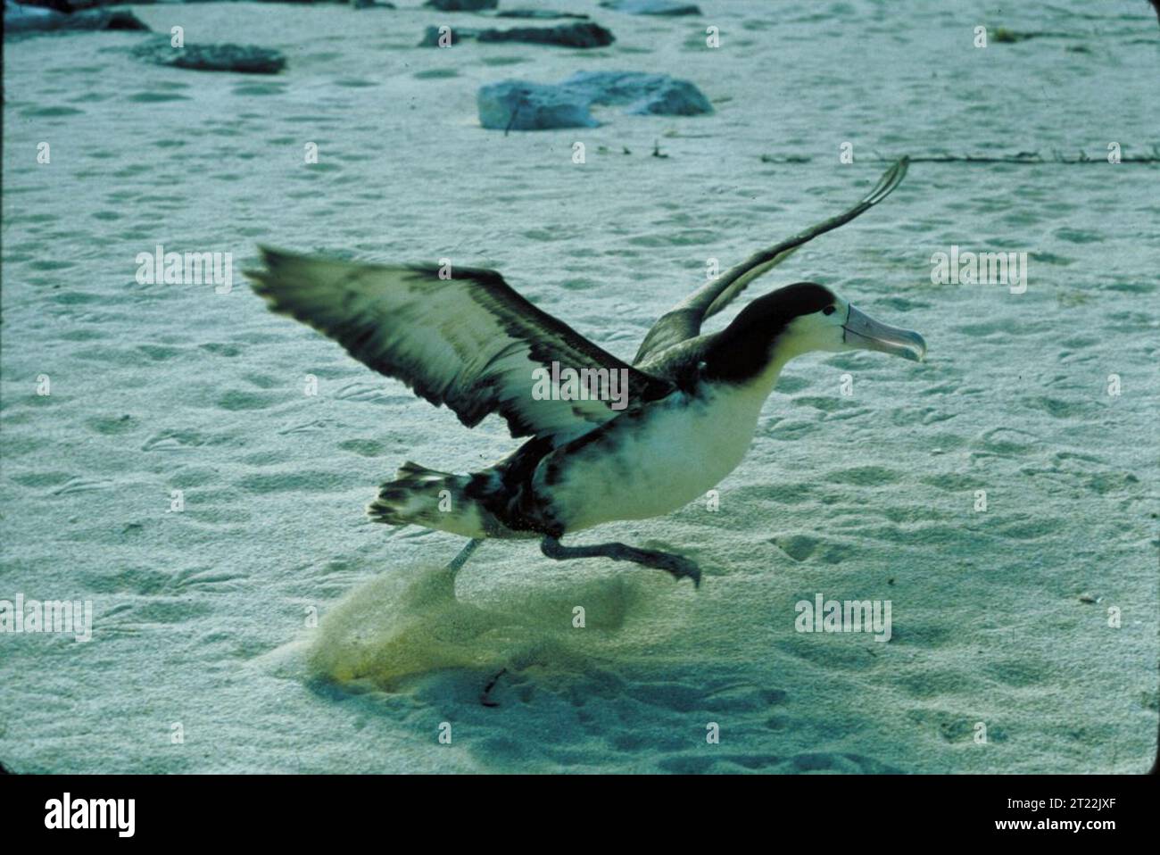 An immature Short-tailed Albatross (Diomedea albatrus) is depicted