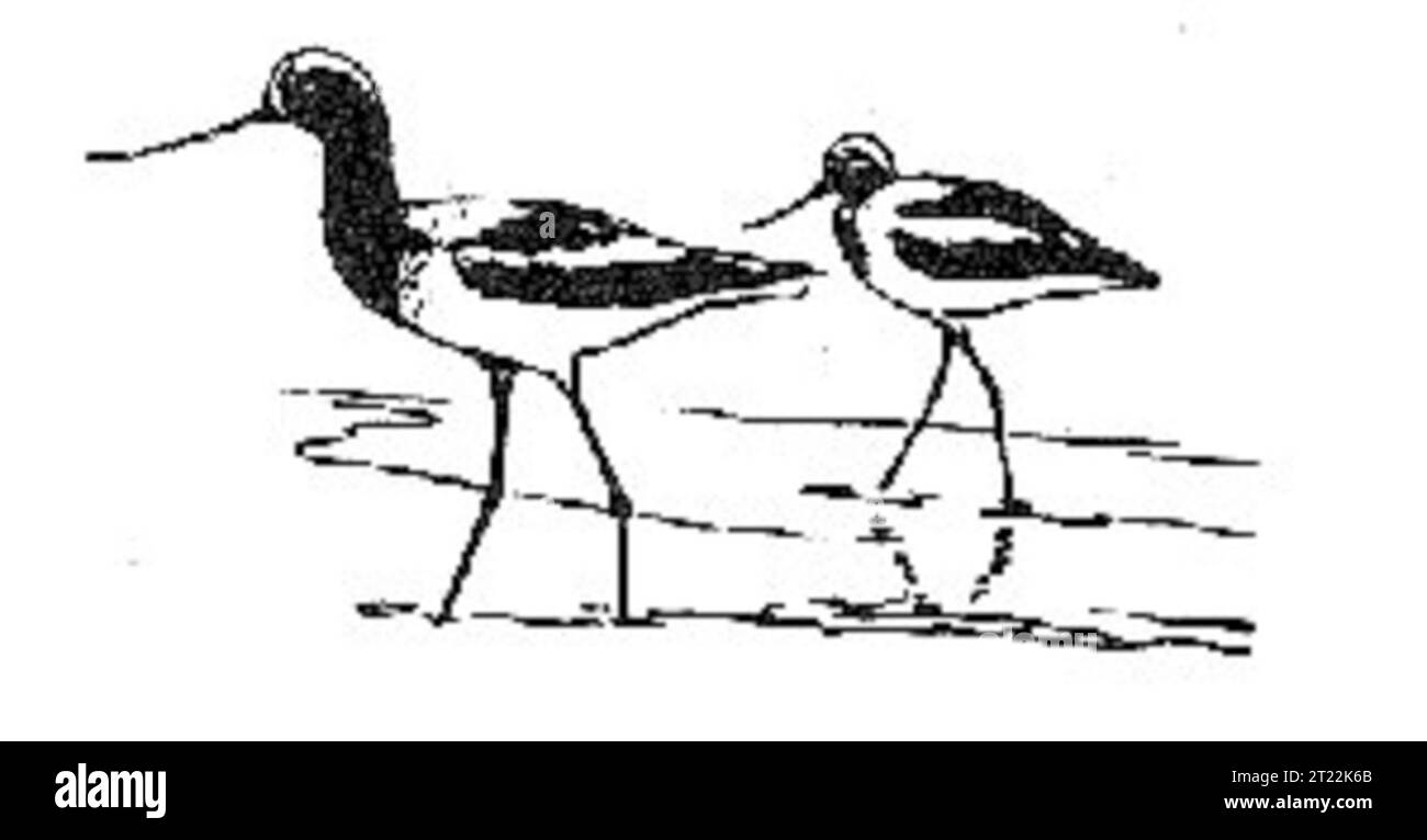 Recurvirostra americana. Creator: Hines, Robert W. Subjects: Birds