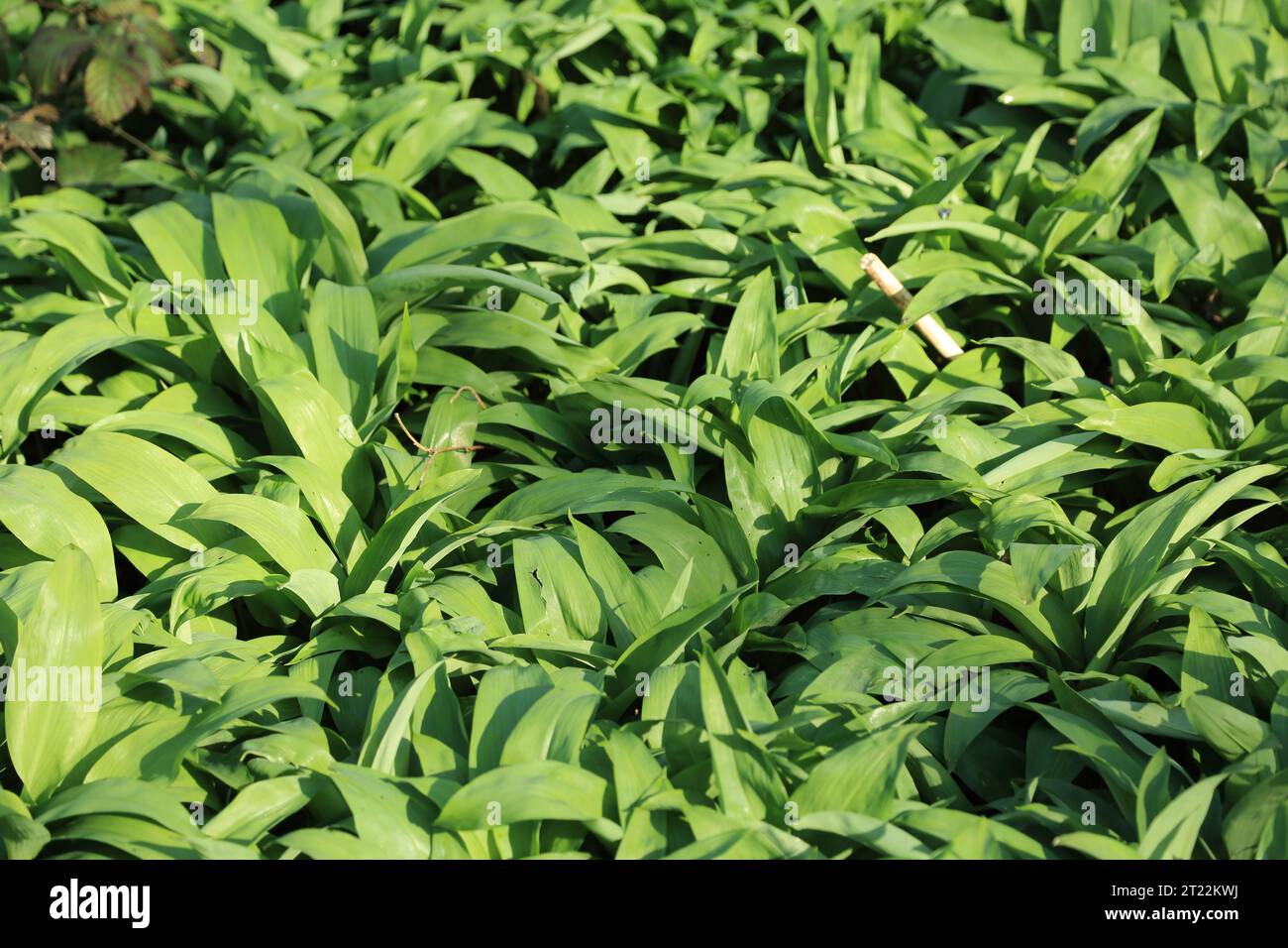 Leaves of Ransoms (wild garlic) on the North Downs in an ancient woodland at Spong Wood, Elmsted, Ashford, Kent, England, United Kingdon Stock Photo