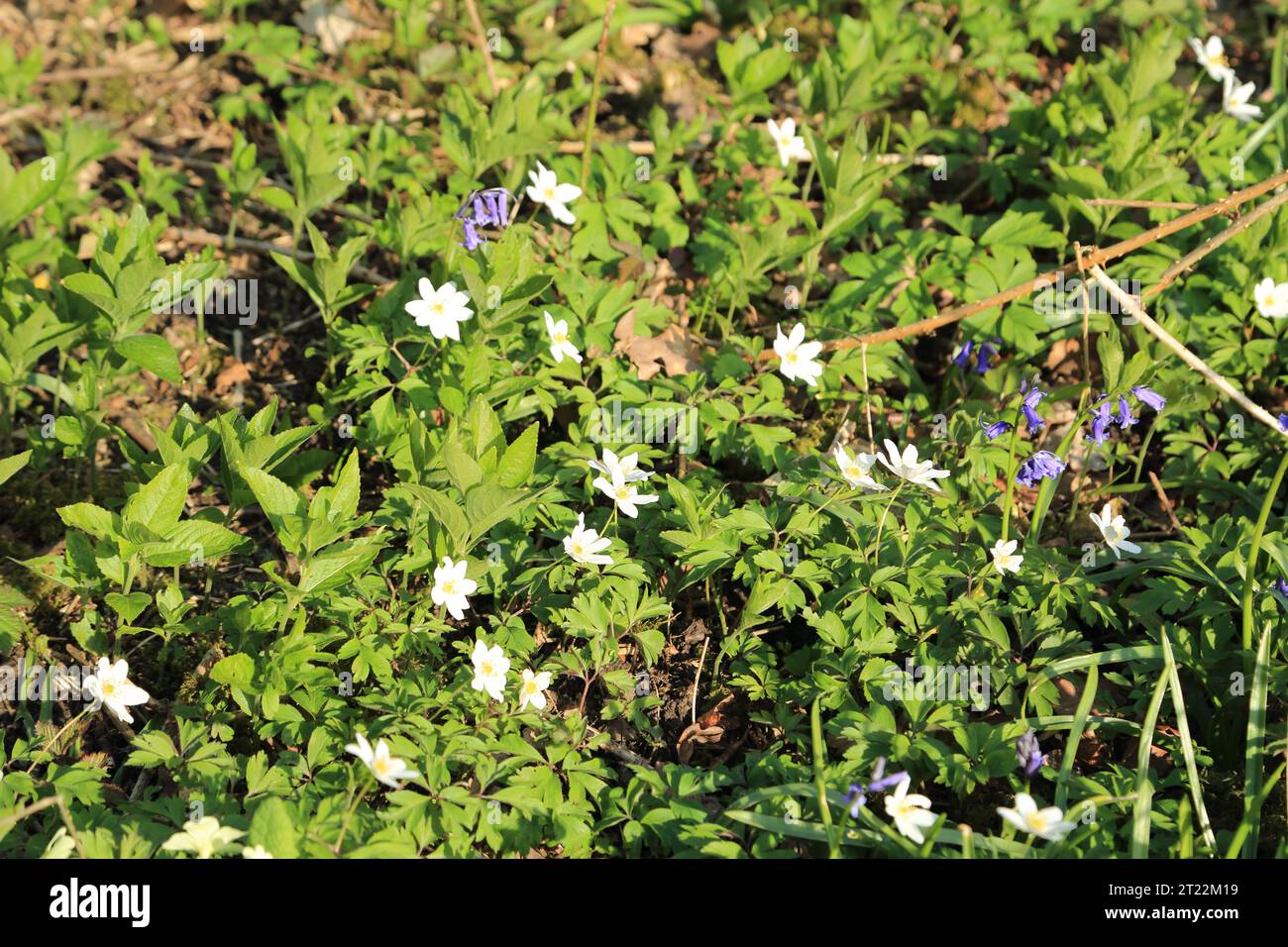 Wood anemone and bluebell wildflowers in ancient woodland on the North Downs at Spong Wood, Elmsted, Ashford, Kent, England, United Kingdom Stock Photo
