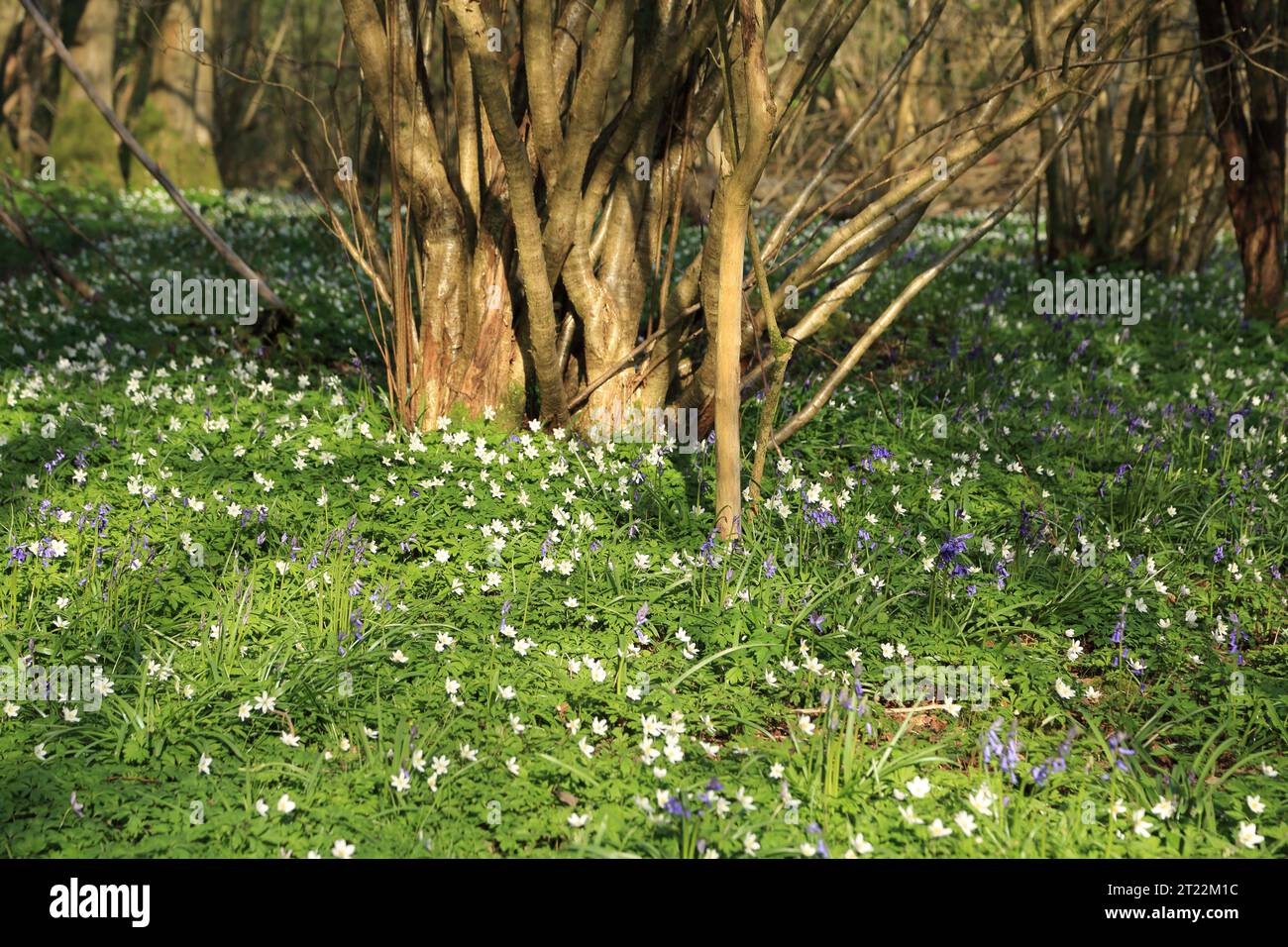 Wood anemone and bluebell wildflowers in ancient woodland on the North Downs at Spong Wood, Elmsted, Ashford, Kent, England, United Kingdom Stock Photo