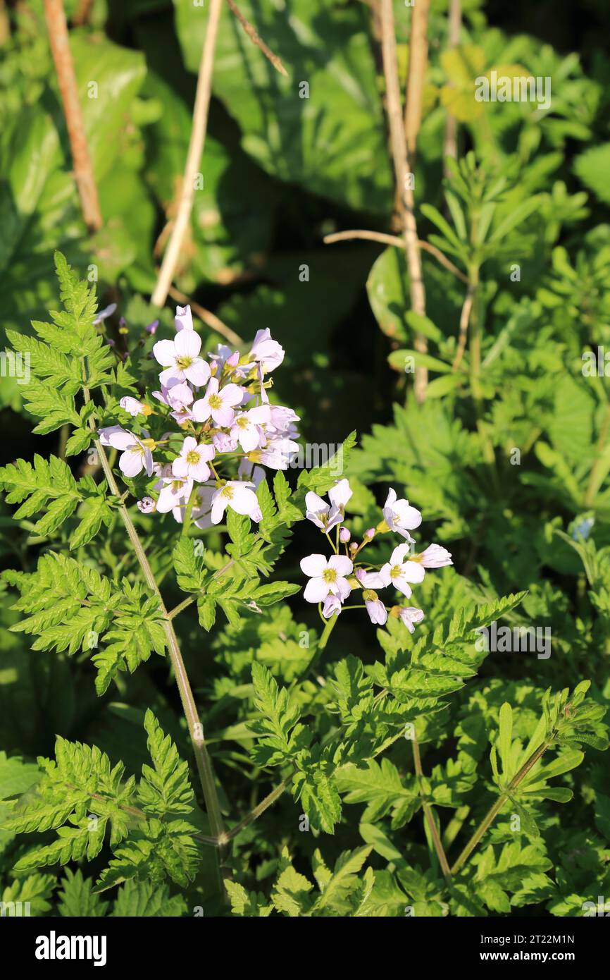 Cuckoo flower (Cardamine pratensis) also known as lady’s smock, or milkmaids wildflower with pink flowers in ancient woodland on the North Downs Stock Photo