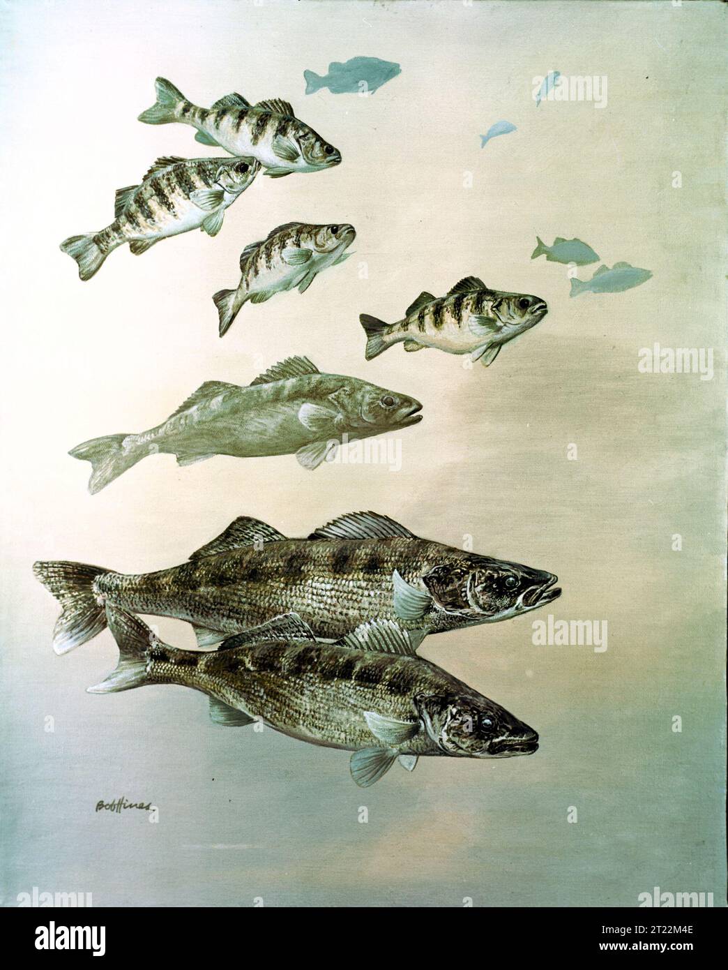 Stizostedion vitreum, Perca flavescens. Creator: Hines, Robert W. Subjects: Fishes; Art.  . 1998 - 2011. Stock Photo