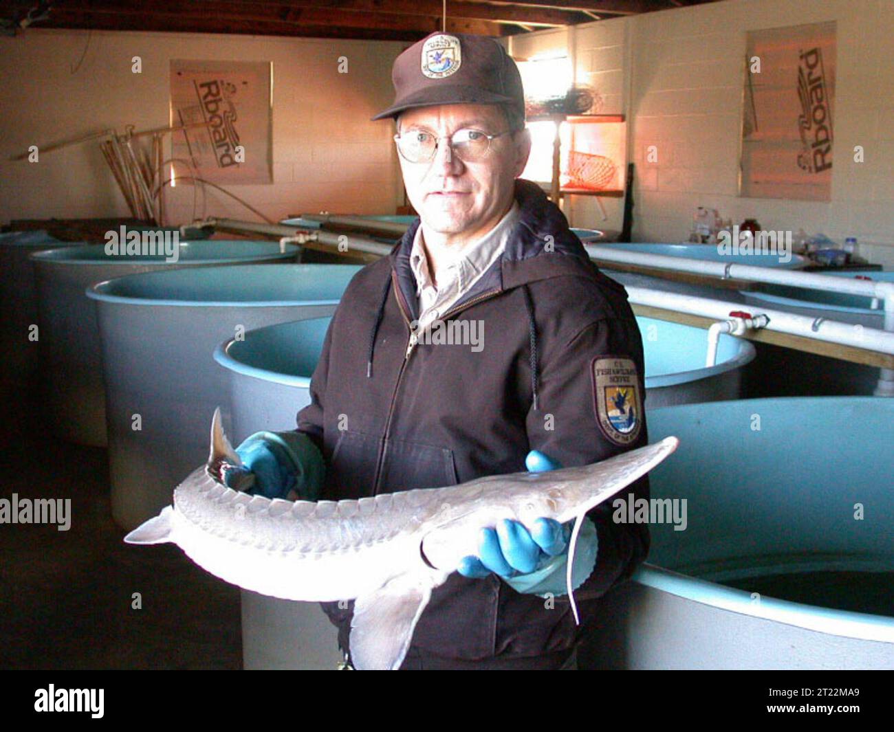 Palid Pallid Sturgeon Predators
