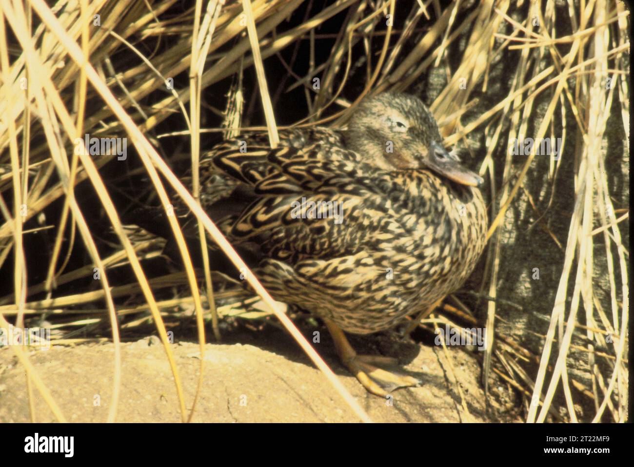 Koloa hen hires stock photography and images Alamy
