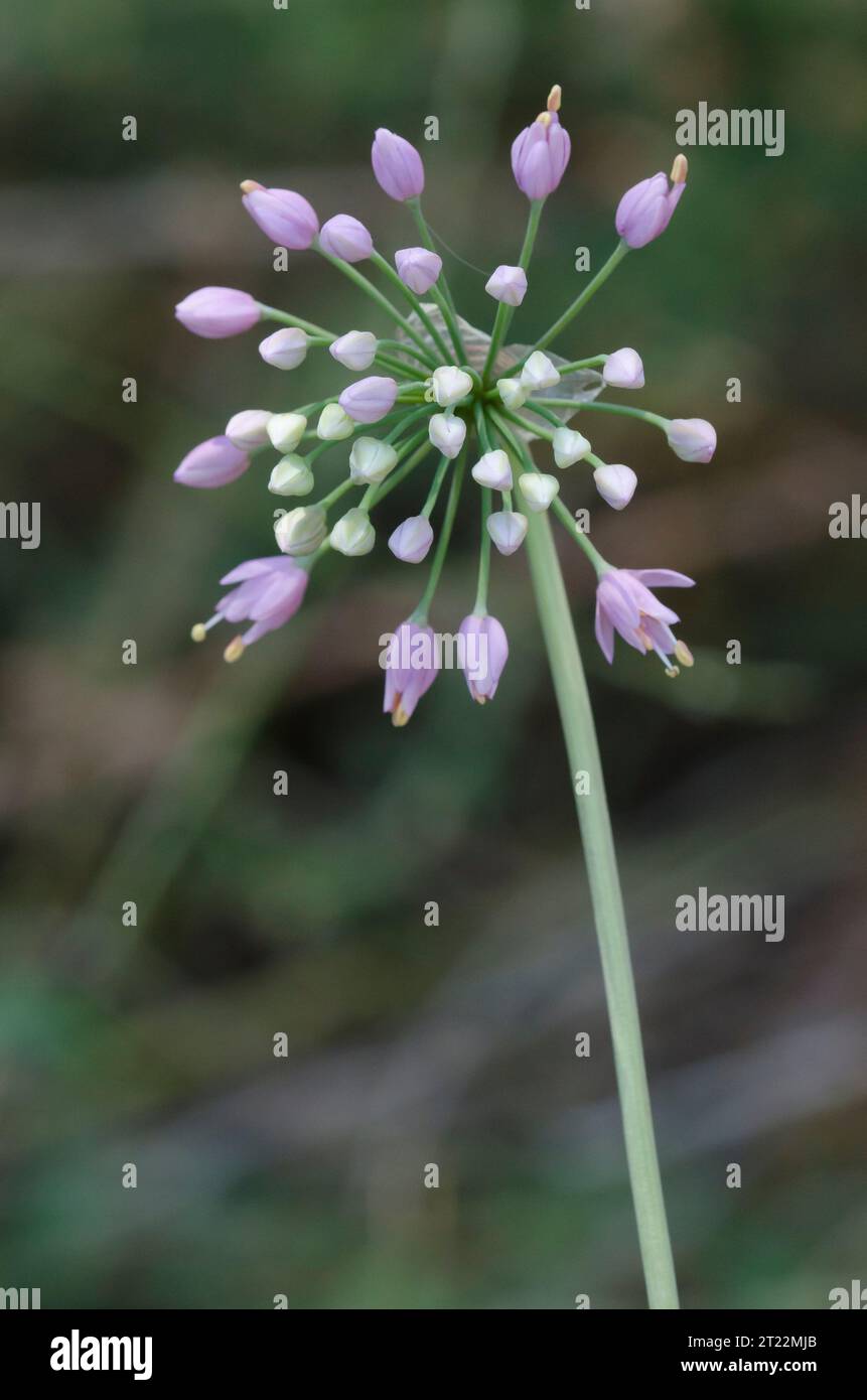 Autumn Onion, Allium stellatum Stock Photo