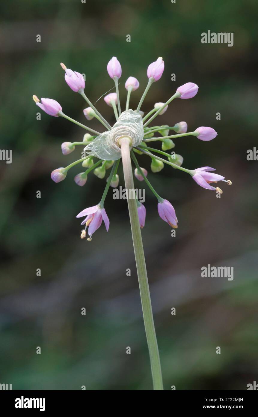 Autumn Onion, Allium stellatum Stock Photo