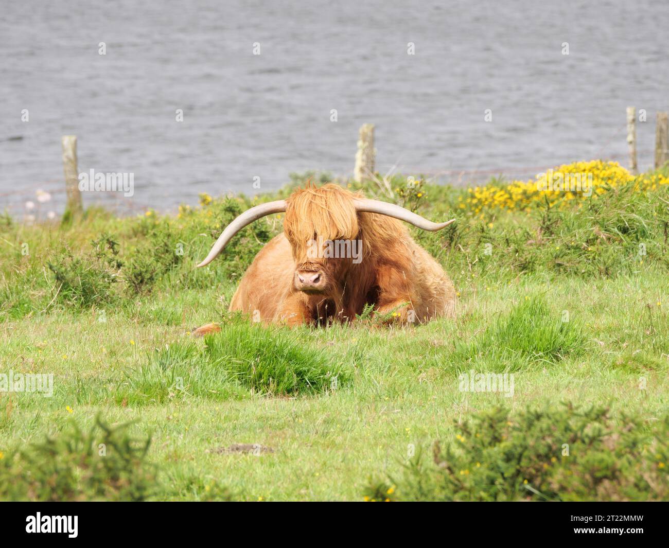 A Highland cattle with brown shaggy coat and big horns is lying on a green pasture Stock Photo