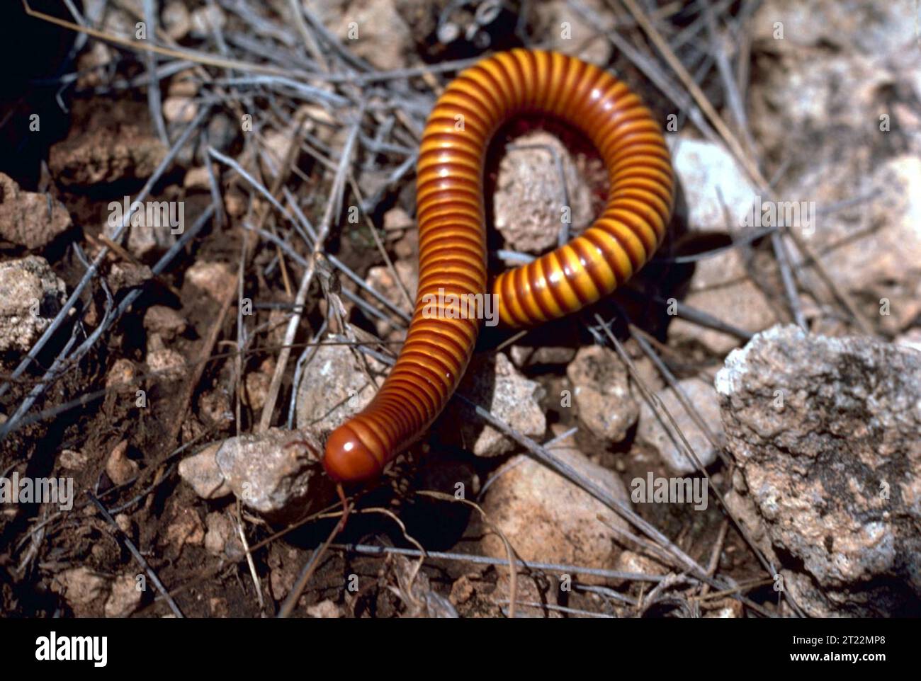 A millipede from the Arthropoda class, commonly found in New Mexico. These insects play a role in decomposing organic matter, contributing to ecosystem health. Stock Photo
