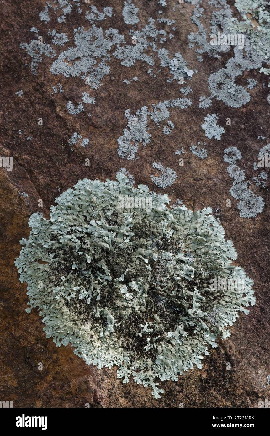 Lichen, Family Physciaceae, probably Physcia sp. Stock Photo