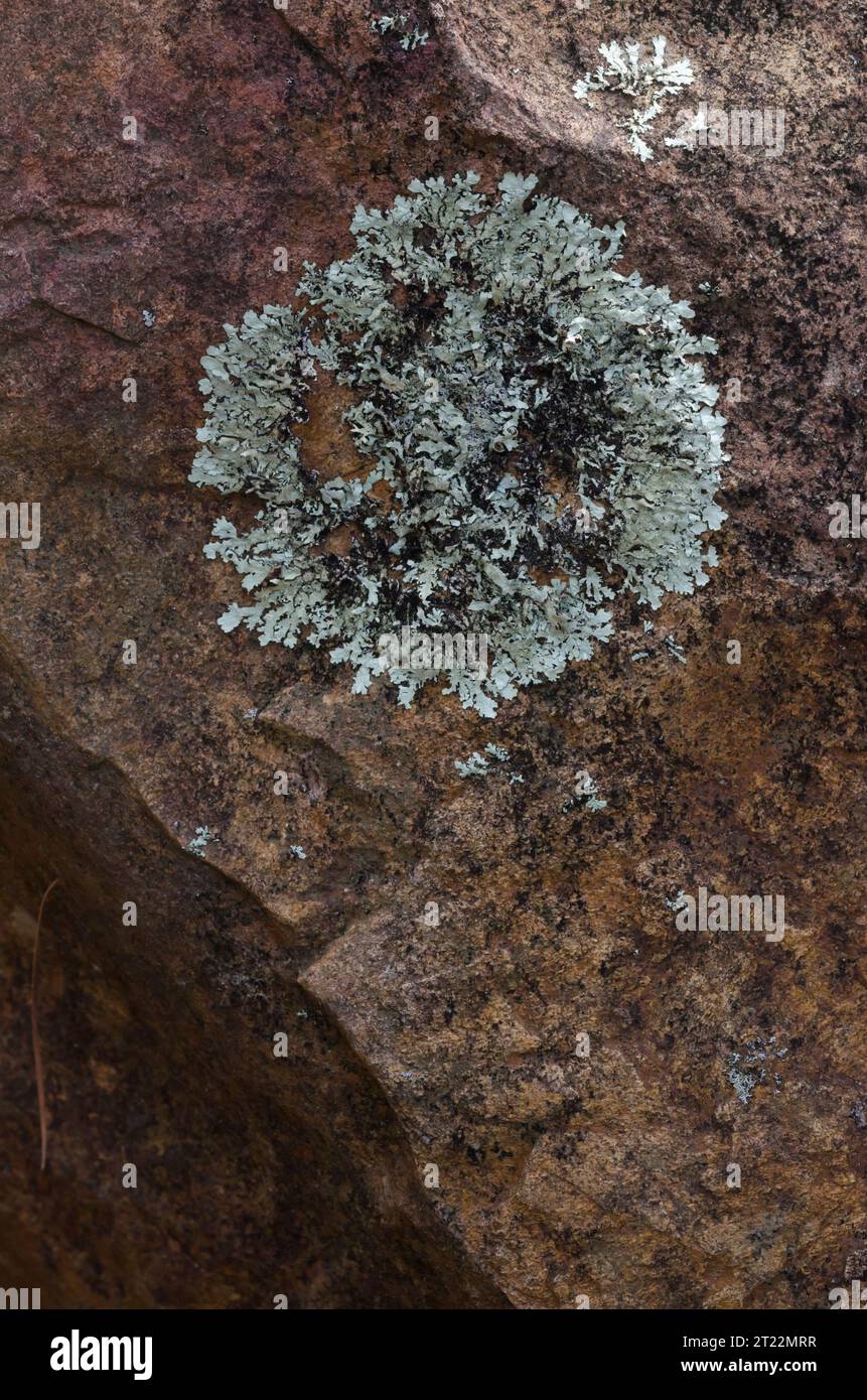 Lichen, Family Physciaceae, probably Physcia sp. Stock Photo