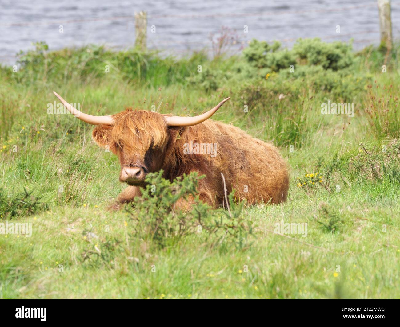 A Highland cattle with brown shaggy coat and big horns is lying on a green pasture Stock Photo