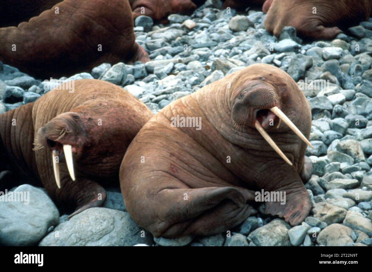 walrus-pair-subjects-marine-mammals-pinnipeds-odobenid-alaska