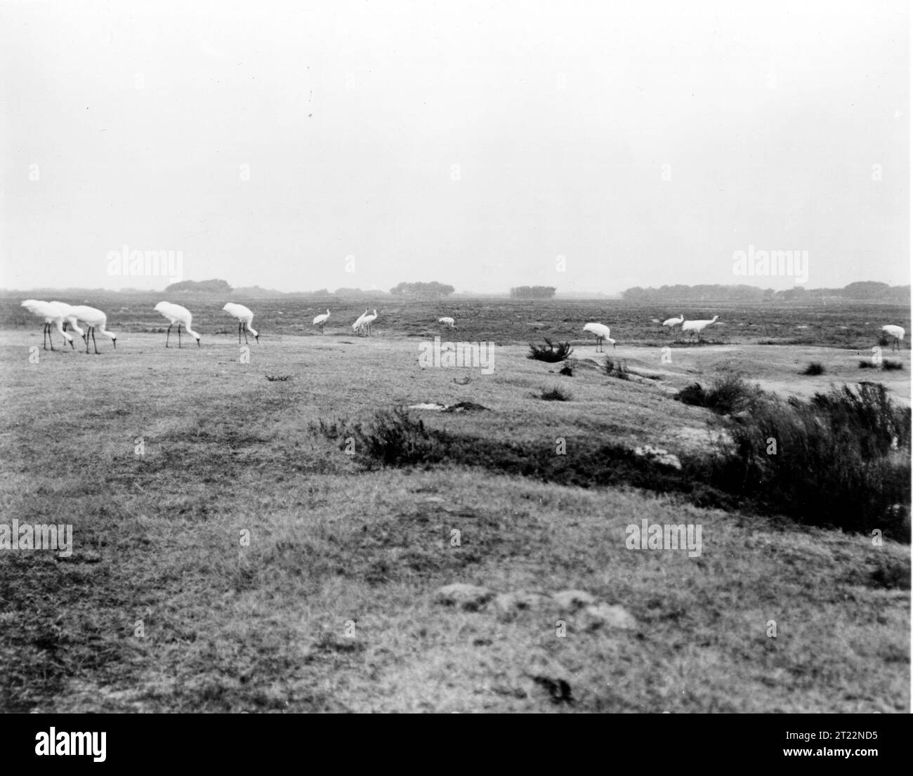 aransas-national-black-and-white-stock-photos-images-alamy